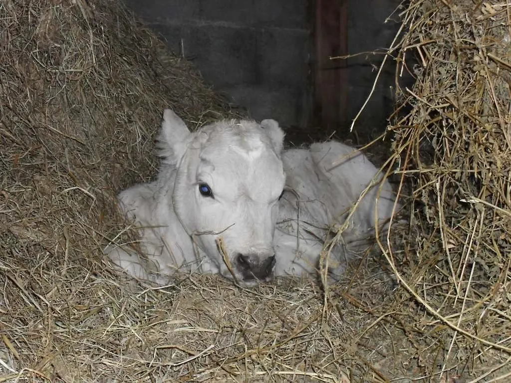 La Roulotte A La Ferme Bed & Breakfast Palogneux